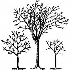 Набор штампов "Три дерева" (Скрапклуб)