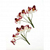 Букет орхидей "Белые с бордовым" (ScrapBerry's)