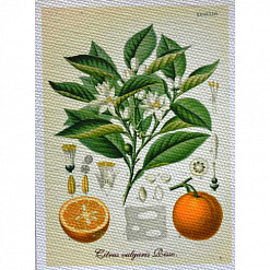 Тканевая карточка "Ботаника - апельсин" (SV)