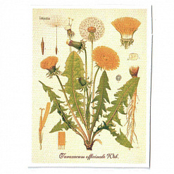 Тканевая карточка "Ботаника - одуванчик" (SV)