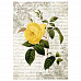 Тканевая карточка "Цветочный фейерверк. Парковая роза" (ScrapMania)
