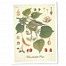 Тканевая карточка "Ботаника - липа" (SV)