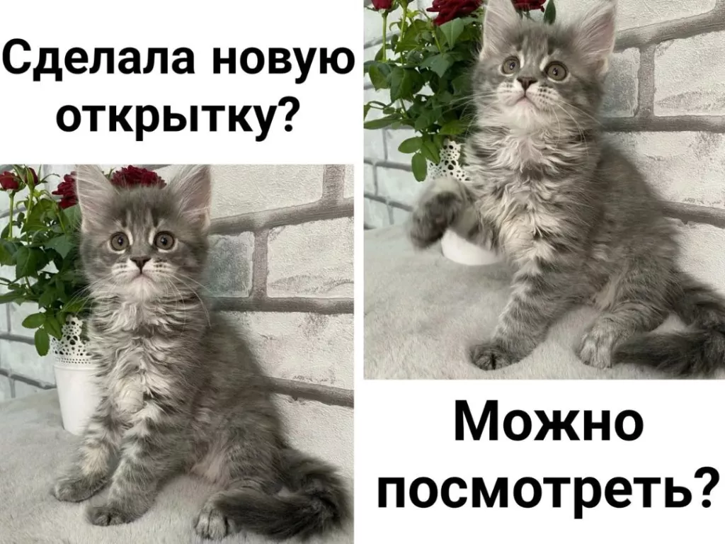 Покажи