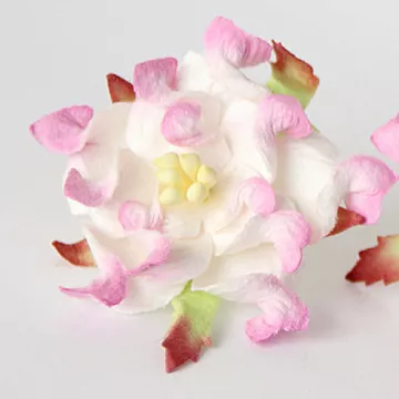 Гардения "Розовая с белым", 1 шт (Craft)