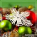 Чипборд "Колокольчики с еловыми ветками", 8х4,7 см (СкрапМагия)