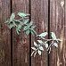Нож для вырубки "Птицы на ветке" (Scrapman)