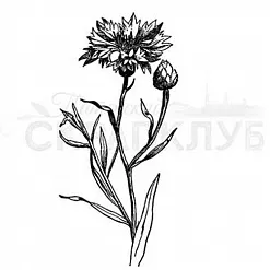 Штамп "Василек" (Скрапклуб)