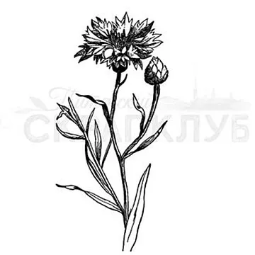 Штамп "Василек" (Скрапклуб)