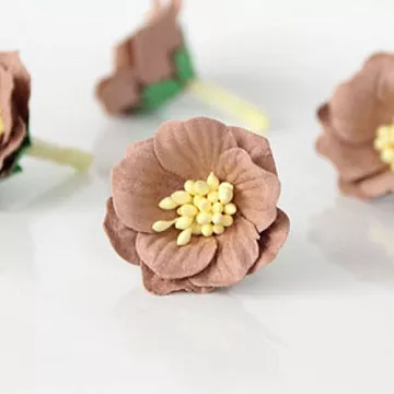 Цветок сенполии "Кофе с молоком", 1 шт (Craft)