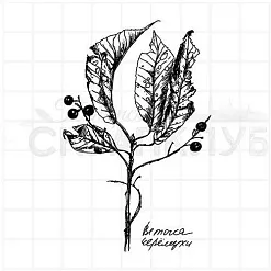 Штамп "Ветка черемухи", 5х7,8 см (Скрапклуб) Штамп "Ветка черемухи", 5х7,8 см (Скрапклуб)