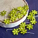 Набор маленьких цветов "Зеленые", 20 шт (Craft)
