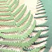 Нож "Уральская природа. Папоротник большой", 14,2х7,1 см (ScrapMania)