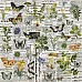 Бумага 30х30 см "Botany" (SunnyCraft)