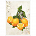 Тканевая карточка "Яркие впечатления. Лимонный натюрморт" (ScrapMania)