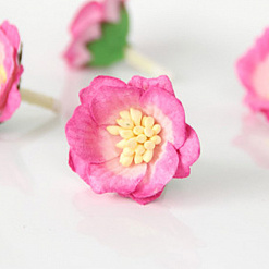 Цветок сенполии "Двухтоновый розовый", 1 шт (Craft)