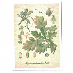 Тканевая карточка "Ботаника - дуб" (SV)