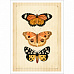 Тканевая карточка "Вечные странники. Бабочки" (ScrapMania)