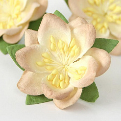 Цветок сакуры "Бежевый с белым" (Craft)