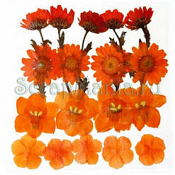 Набор сухоцветов "Оранжевые" (Stamperia)