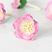 Цветок сенполии "Розовый с белым", 1 шт (Craft)