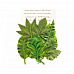Набор листьев "Rainer Leaves" (Prima Marketing)