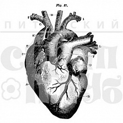Штамп "Сердце", 4,5х3,2 см  (Скрапклуб)