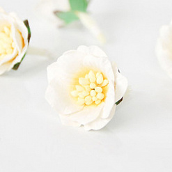 Цветок сенполии "Белый с желтой серединкой", 1 шт (Craft)