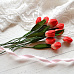 Набор тюльпанов "Красный с кремовым", 10 шт (Craft)