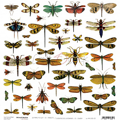 Бумага 30х30 см "Insects. Картинки для вырезания" (CraftO'clock)