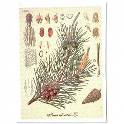 Тканевая карточка "Ботаника - сосна" (SV)