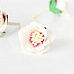 Цветок сенполии "Белый с серединкой фуксия", 1 шт (Craft)