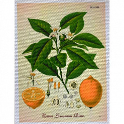 Тканевая карточка "Ботаника - лимон" (SV)