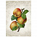Тканевая карточка "Фруктовый сад. Райские яблоки" (ScrapMania)